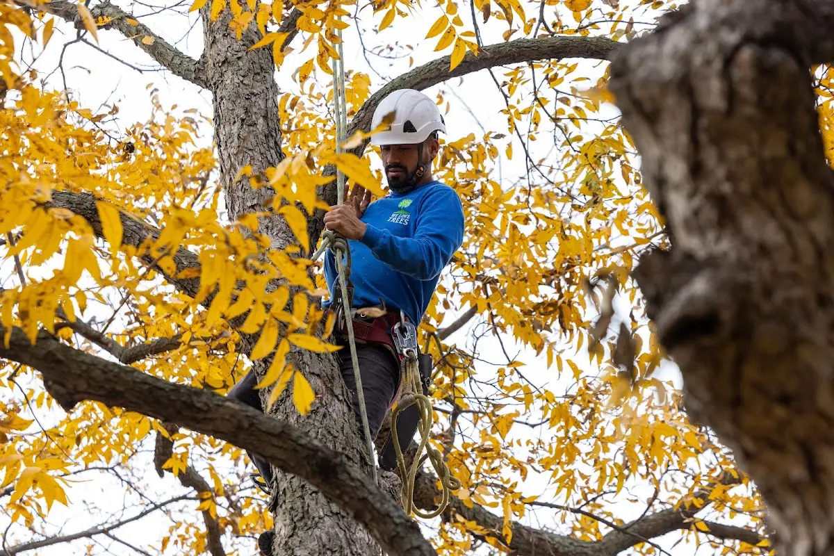 Skilled Tree Planing crew working in New York
