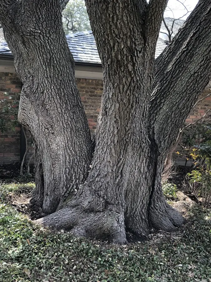 Mature heritage tree close to a New York property cared for by certified arborists